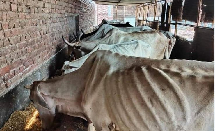 hungree, cow, death, catel, goverdhan, mathura