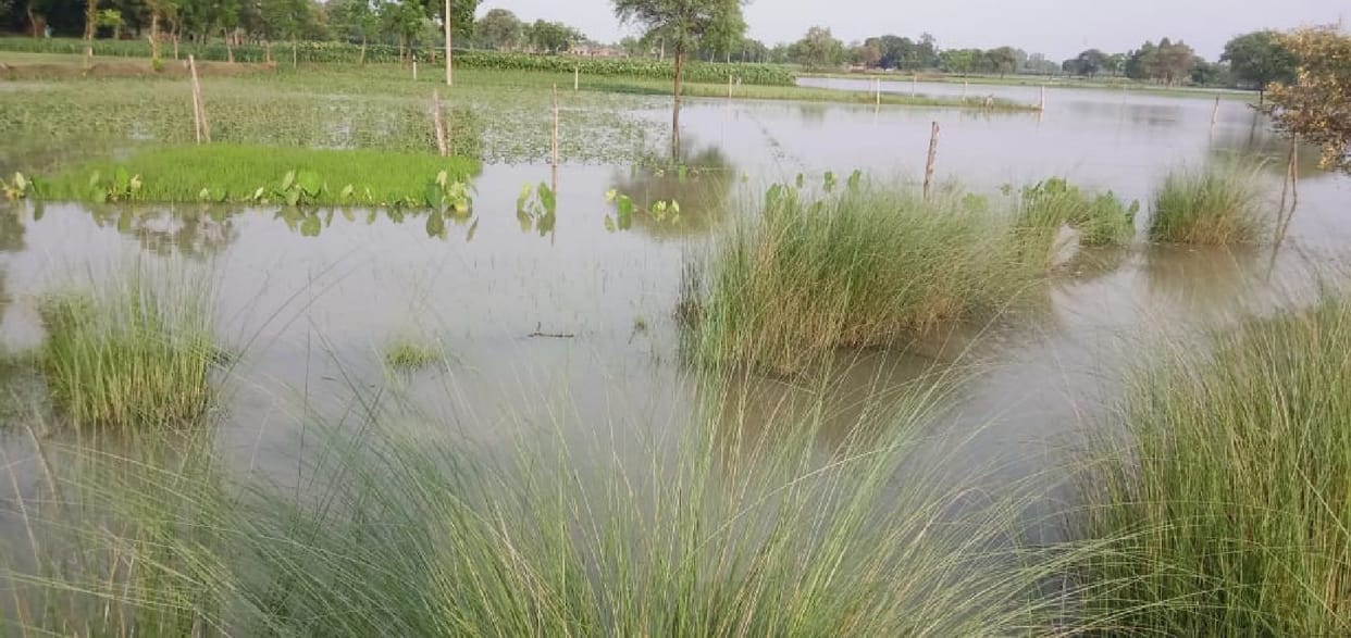 450 bigha crop submerged due to canal cutting