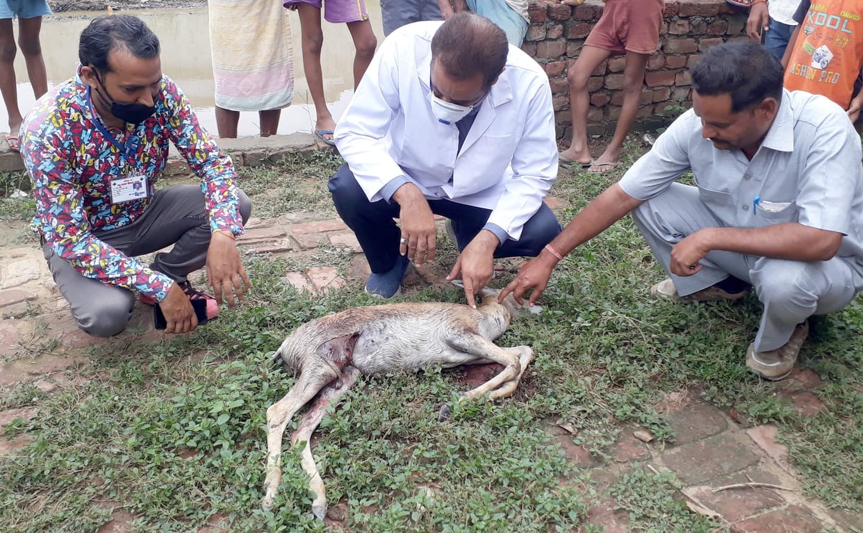 deer killed in sambhal
