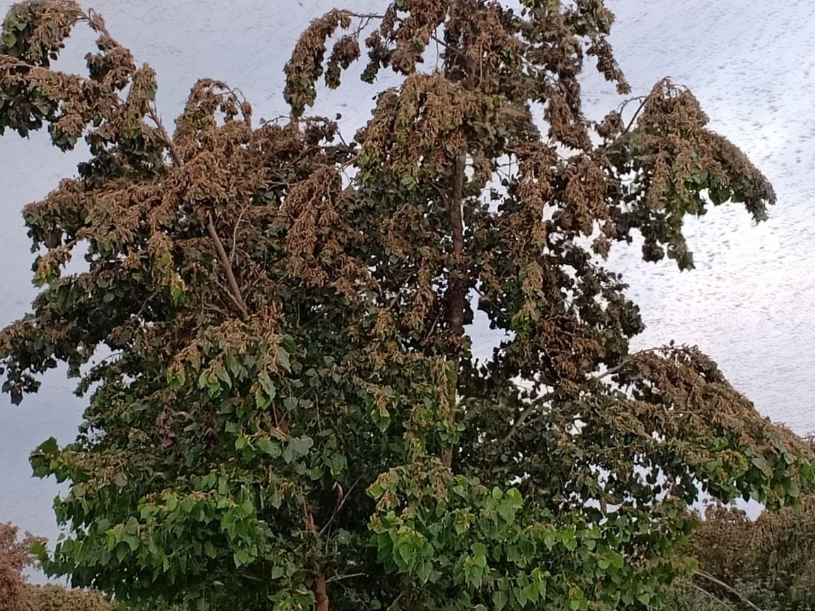 Locust party arrived in a dozen villages of Karnalganj, attacked the crops