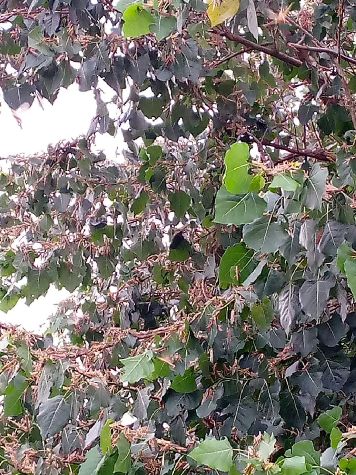 Locusts arrived in Jarwal