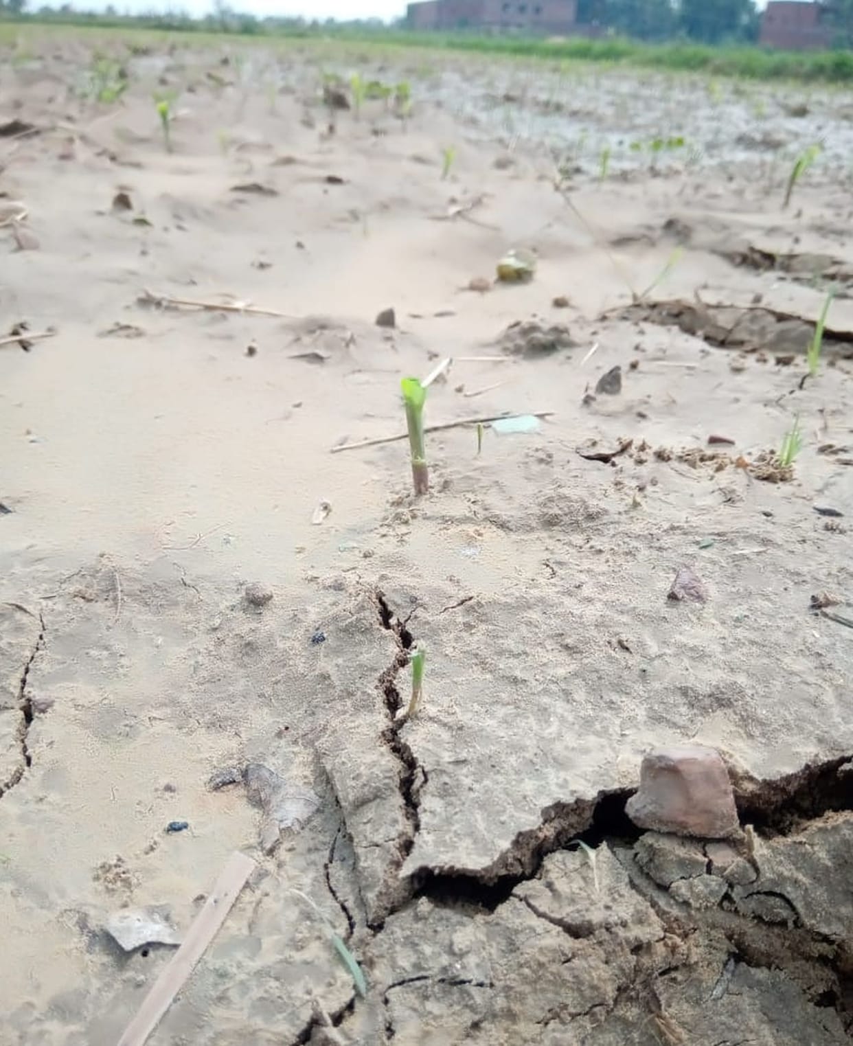 Survey of loss in crops started with grasshopper team in Farrukhabad