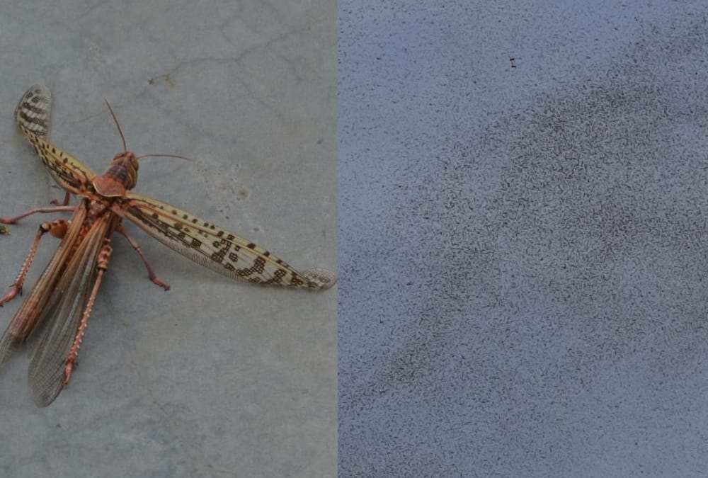 Locusts attack in Lucknow and many districts in Uttar Pradesh.