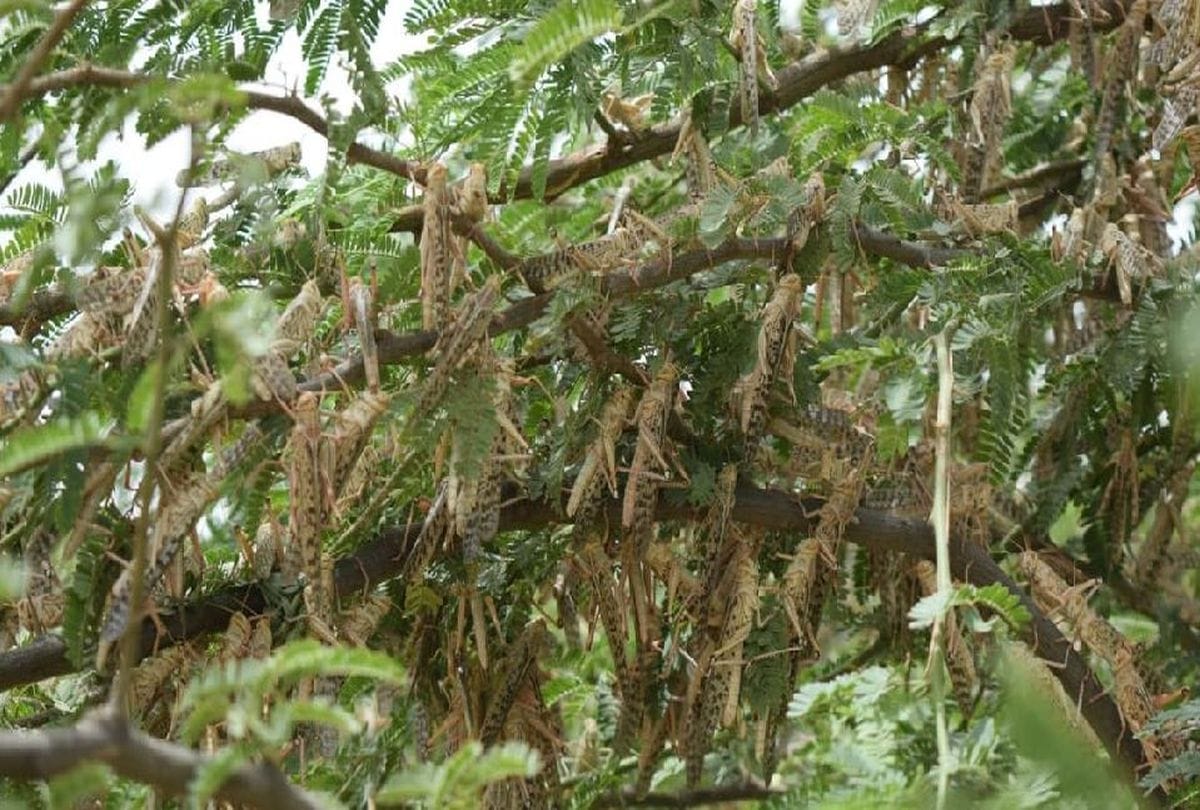 Haryana Government can take help of Airforce to deal with locusts
