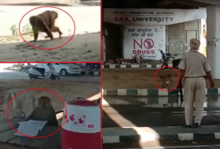 Unique video of a monkey in Jalandhar goes viral on social media