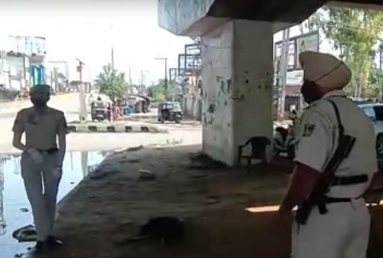 Unique video of a monkey in Jalandhar goes viral on social media