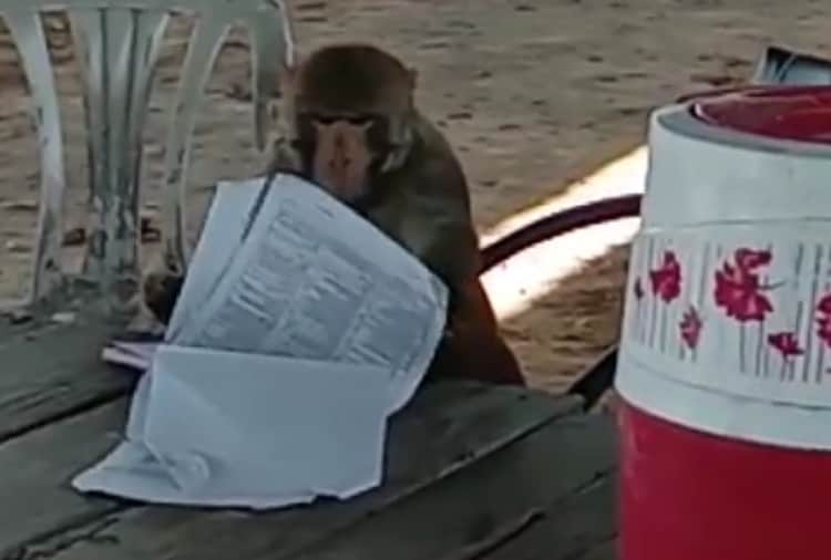 Unique video of a monkey in Jalandhar goes viral on social media