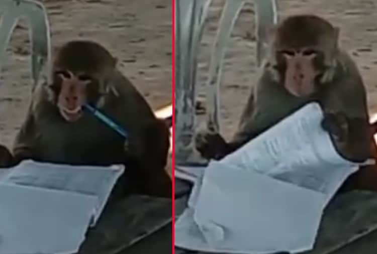 Unique video of a monkey in Jalandhar goes viral on social media