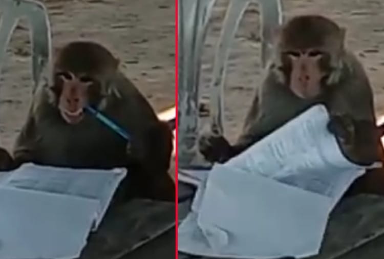 Unique video of a monkey in Jalandhar goes viral on social media