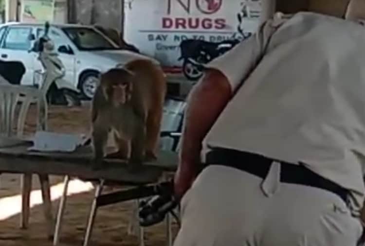 Unique video of a monkey in Jalandhar goes viral on social media