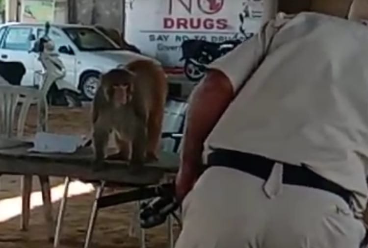 Unique video of a monkey in Jalandhar goes viral on social media