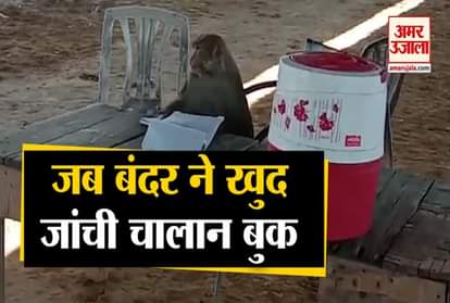 Jalandhar: The monkey caught the pen and checked the invoice book while sitting on the chair. Video viral