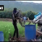 किंग कोबरा सांप