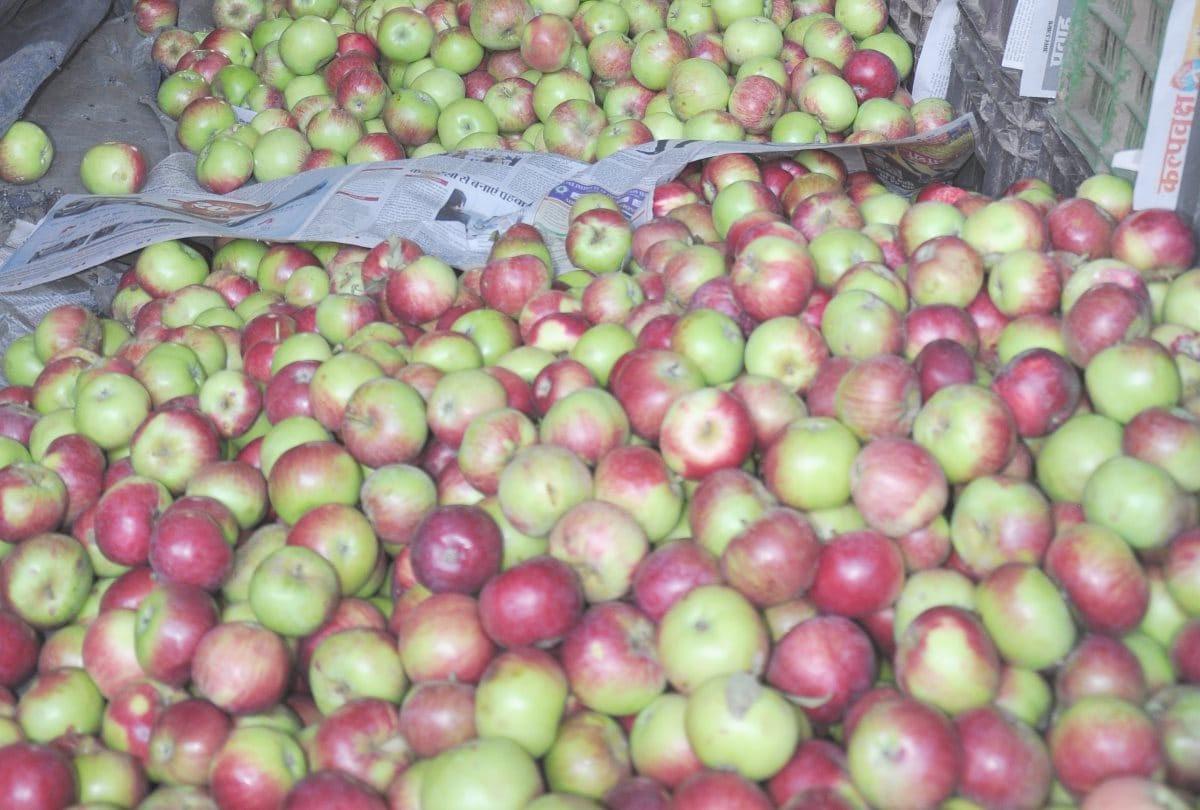 Dhalli and Parala mandi Aadti association refuse to buy apple per kilogram parameter