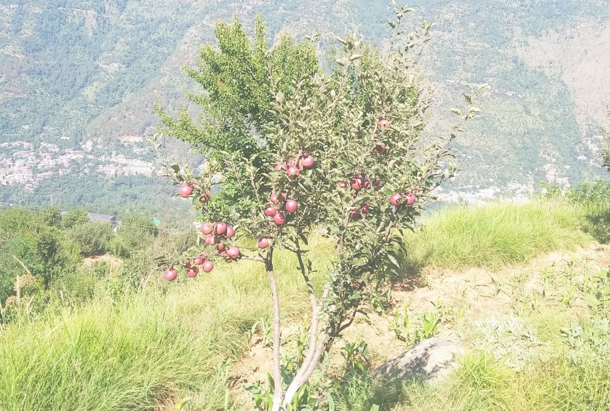 uttarakhand news : Kashmiri Apple Plum imported from Taiwan to enrich farmers