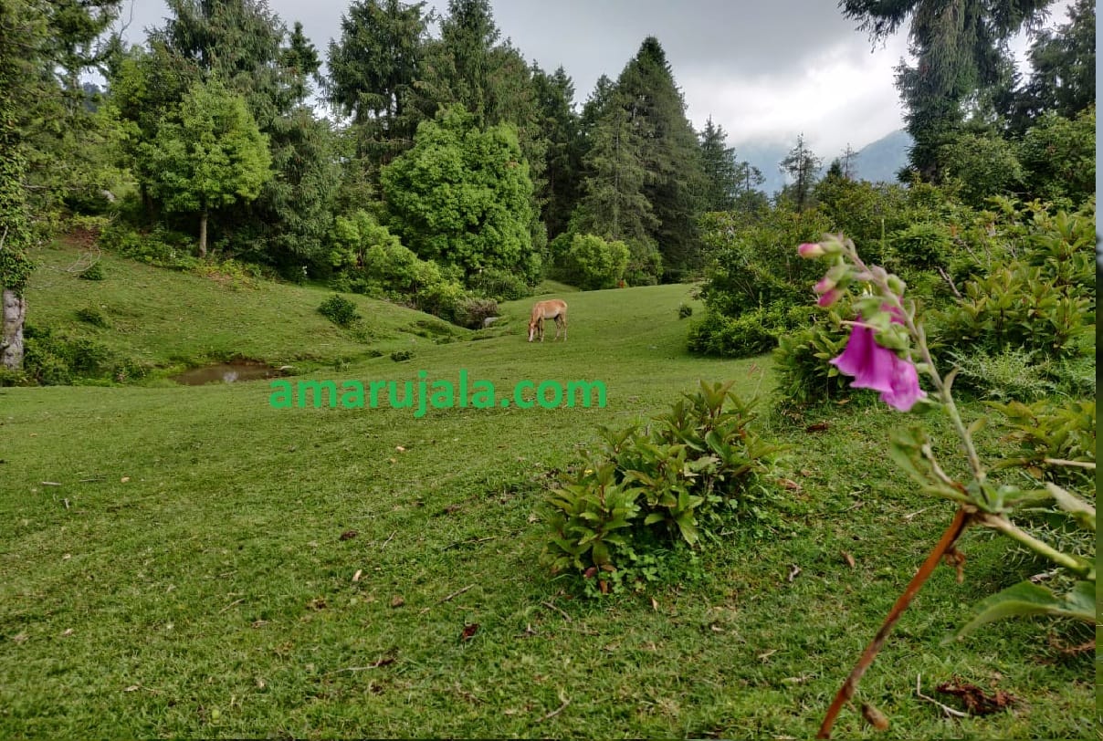 Patnitop jammu kashmir, pay attention If you are planning to go Patnitop