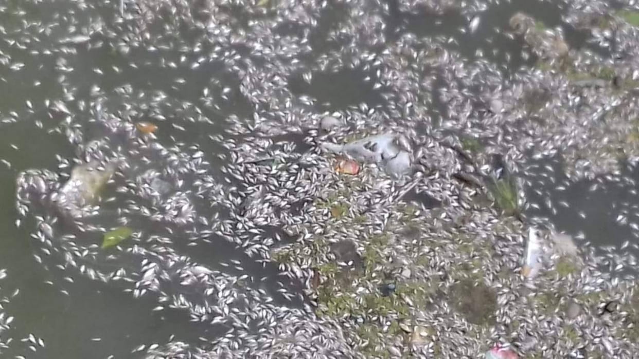 Dehradun: Hundreds of fish mysteriously died in the pond, the smell spread in the village