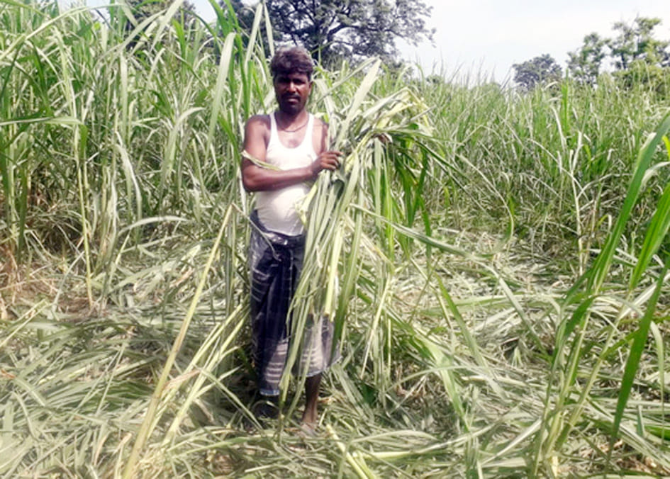 Wild elephants crush 15 bigha sugarcane crop