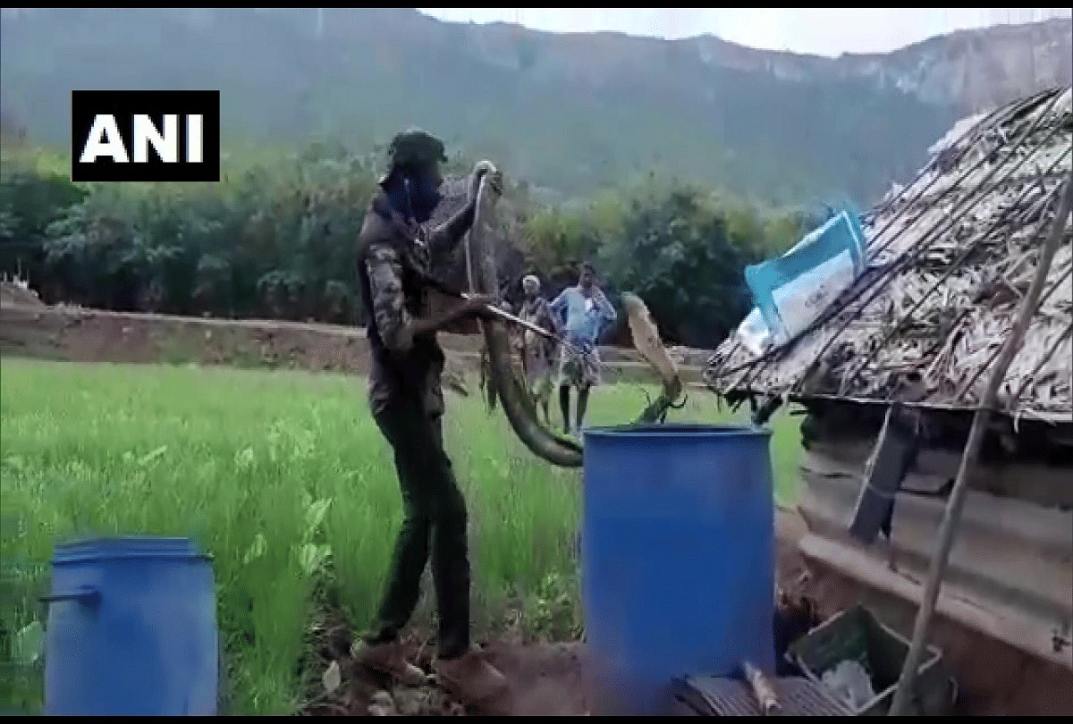 15 feet long king kobra rescued video goes viral on social media