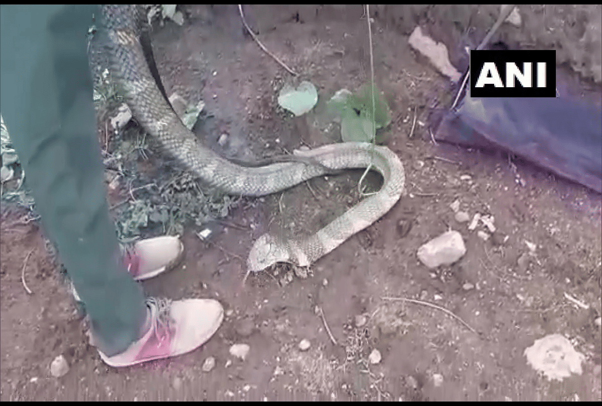 15 feet long king kobra rescued video goes viral on social media