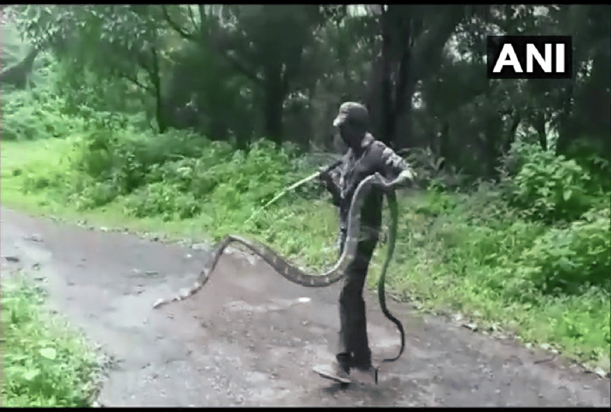 15 feet long king kobra rescued video goes viral on social media