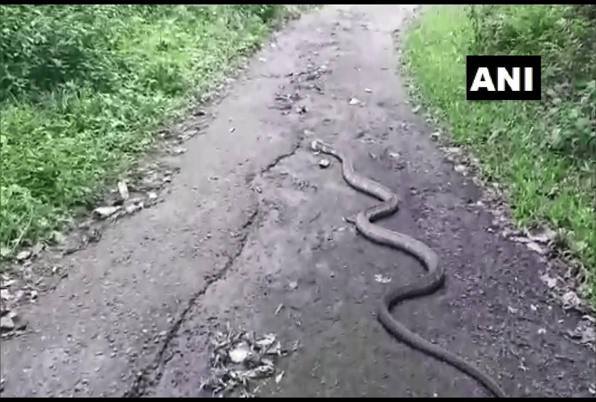 15 feet long king kobra rescued video goes viral on social media