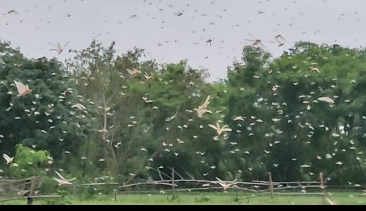 Locusts arrived in three areas, panic