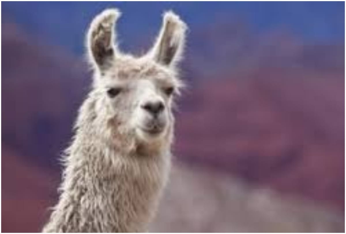 Scientists identify two antibodies from llamas that can neutralise coronavirus