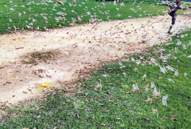 locust-swarm attacked in barabanki, balrampur and Shravasti