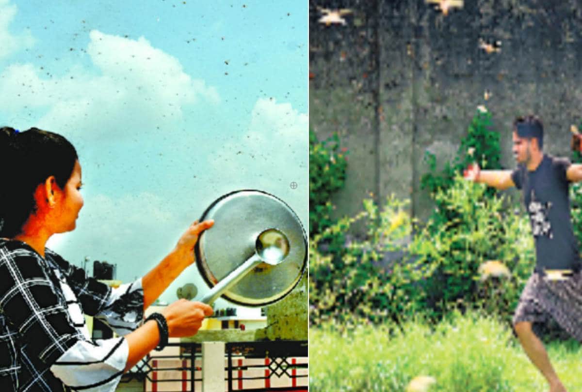 locust-swarm attacked in lucknow