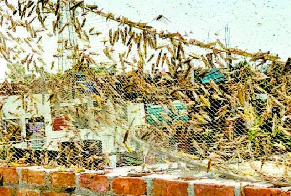 locust-swarm attacked in lucknow