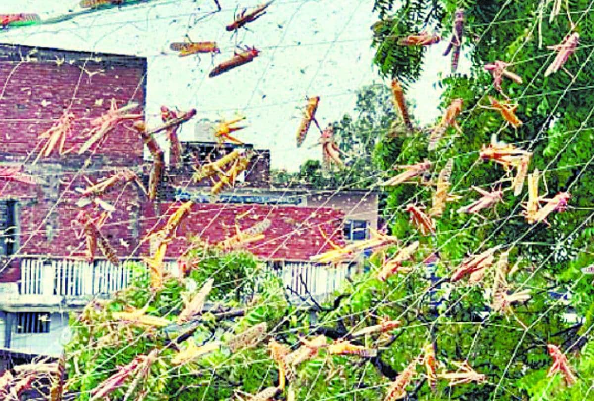 locust-swarm attacked in lucknow