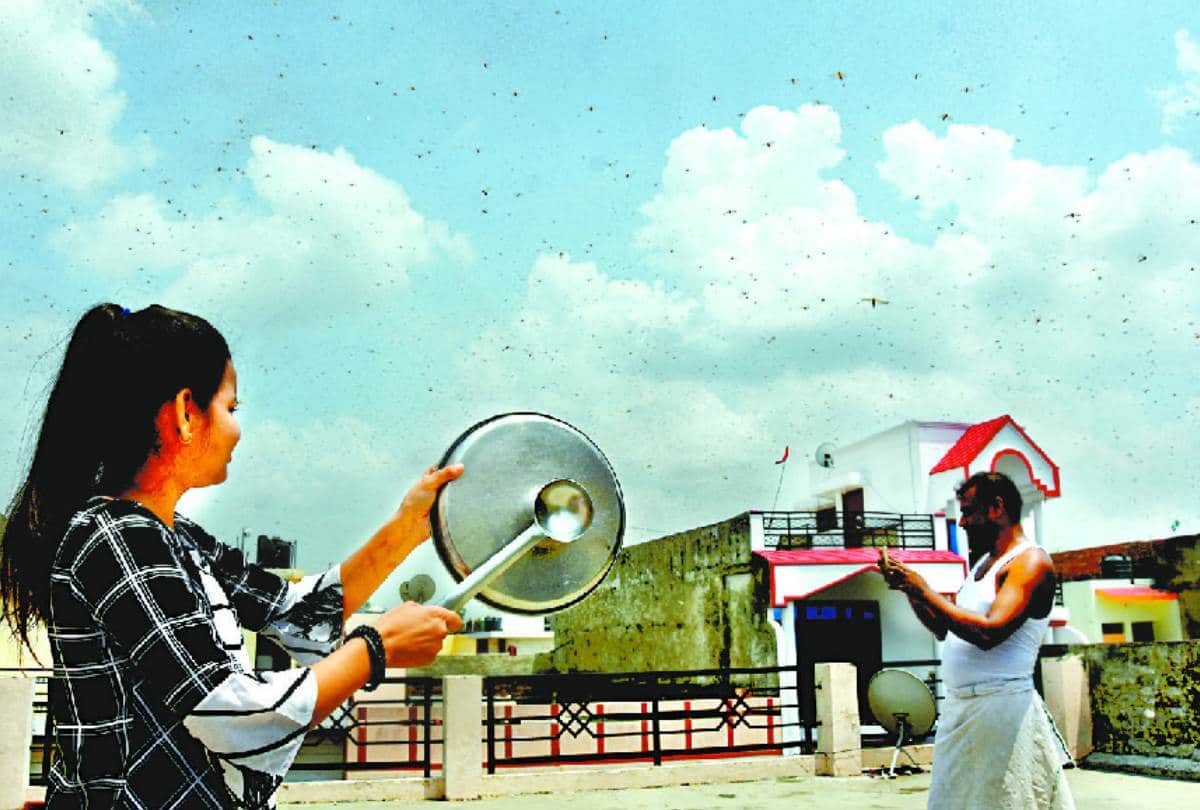 locust-swarm attacked in lucknow