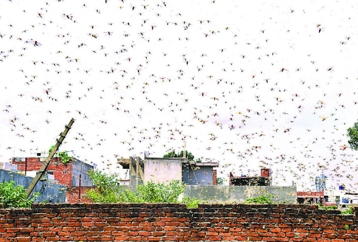 locust-swarm attacked in lucknow