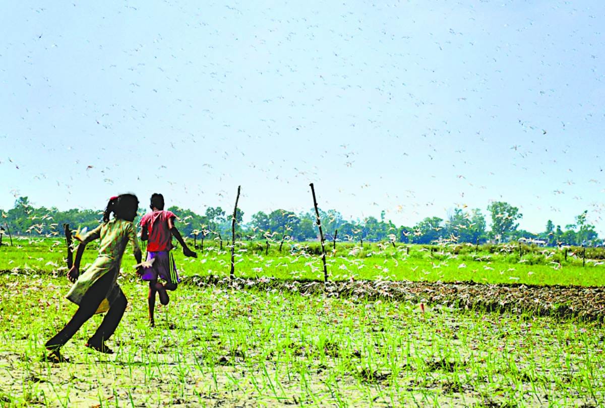 locust-swarm attacked in barabanki, balrampur and Shravasti
