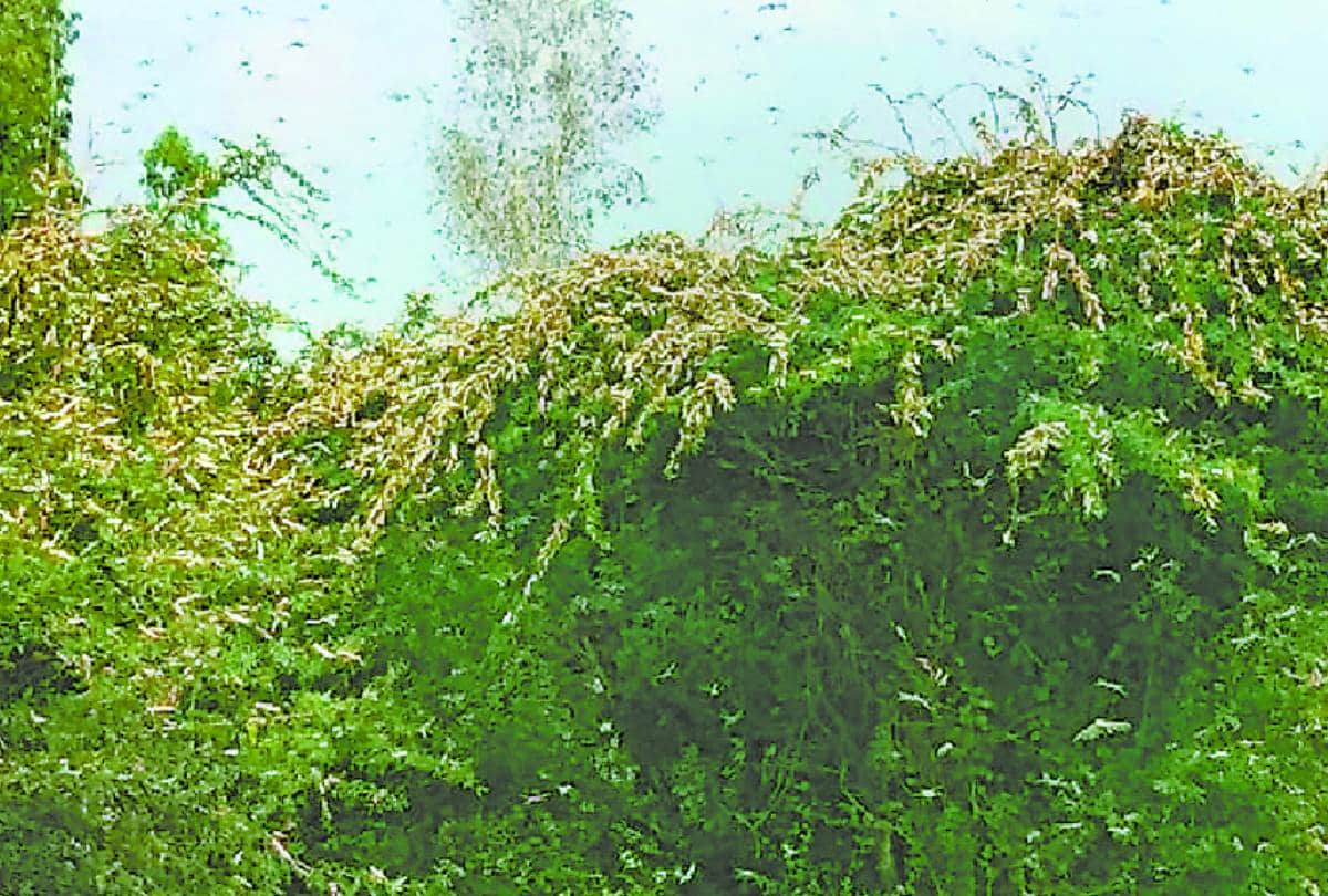 locust-swarm attacked in barabanki, balrampur and Shravasti