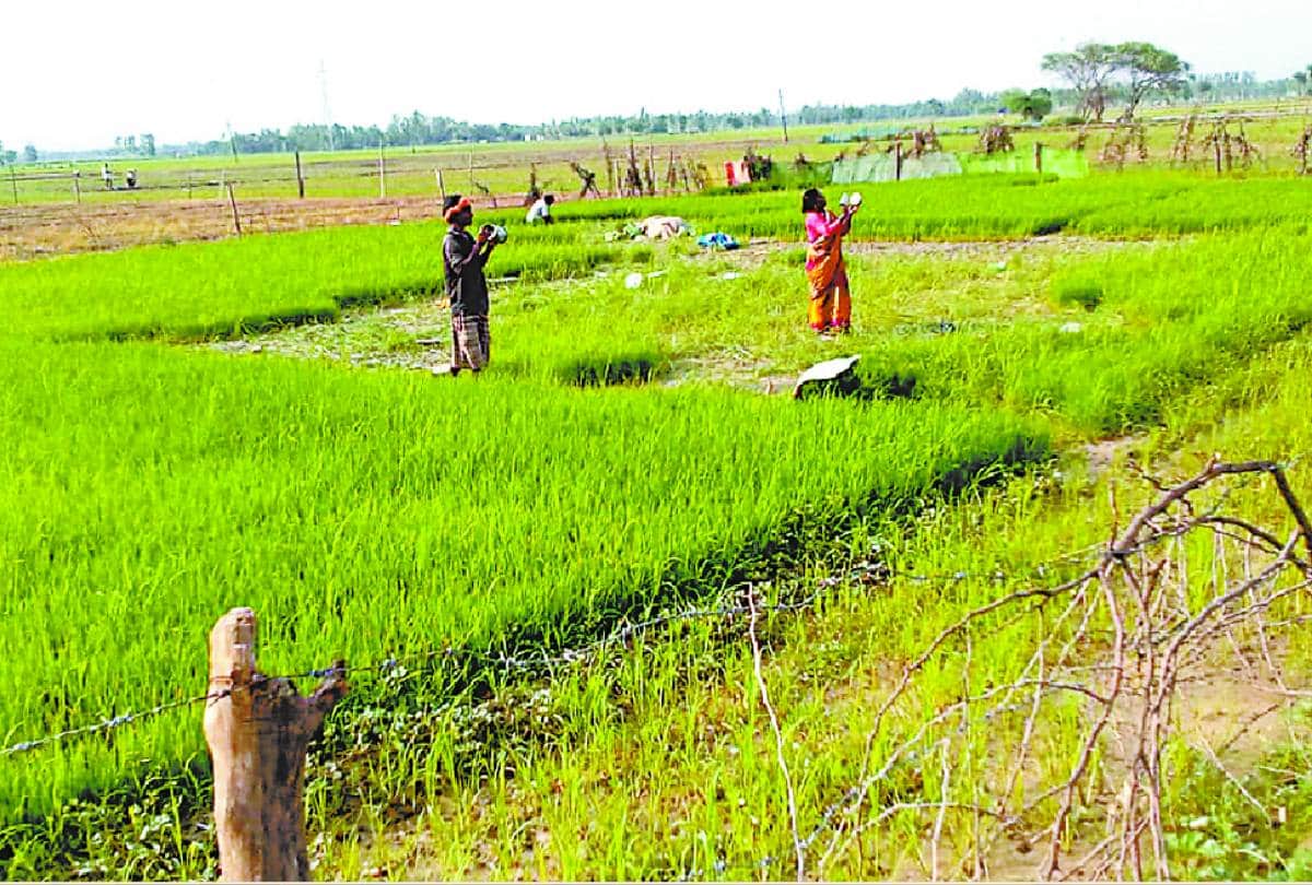 locust-swarm attacked in barabanki, balrampur and Shravasti