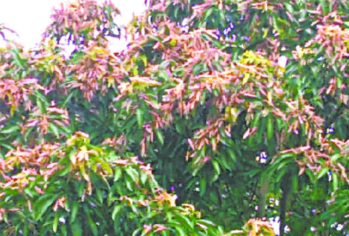 locust-swarm attacked in barabanki, balrampur and Shravasti