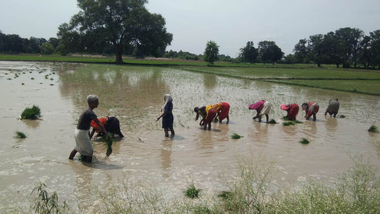 Transplanting of paddy with the help of canal and garden