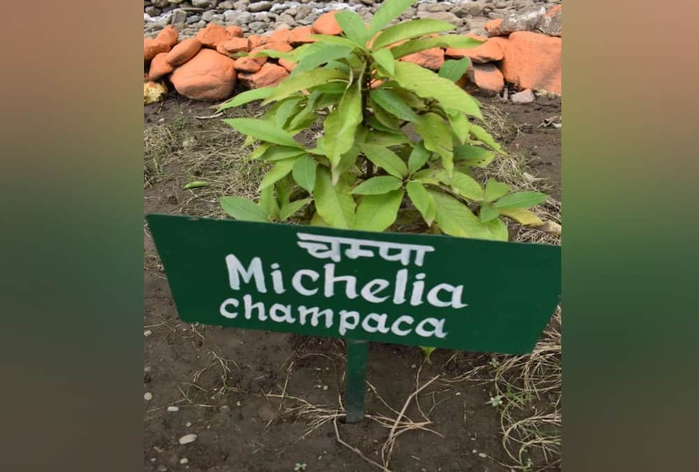 India first Ramayana Vatika will Establish in Haldwani Forest Research Center Uttarakhand