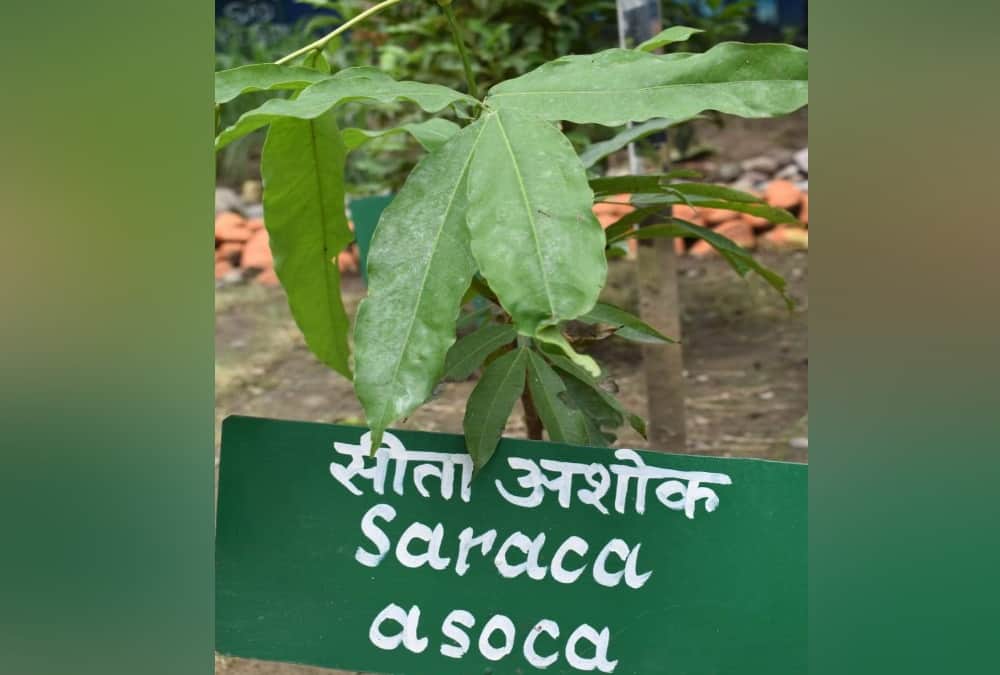 India first Ramayana Vatika will Establish in Haldwani Forest Research Center Uttarakhand