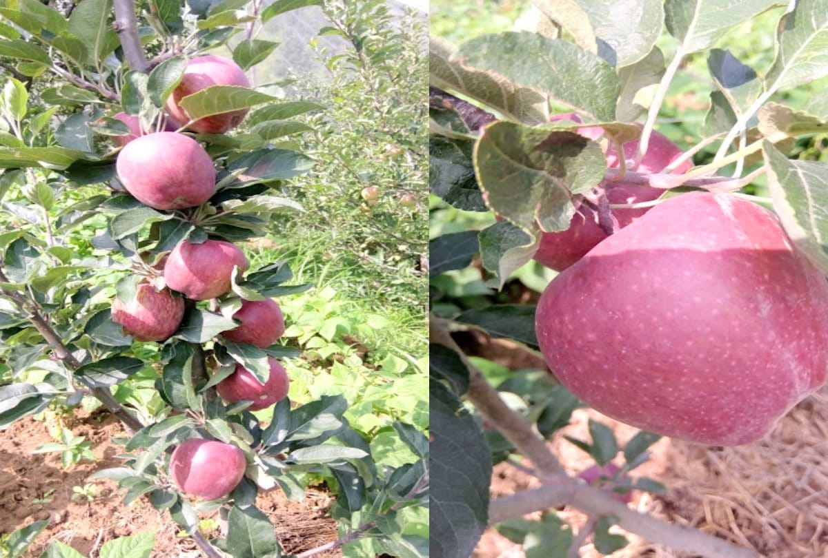 Apple season begins today in Himachal with Coronavirus challenges