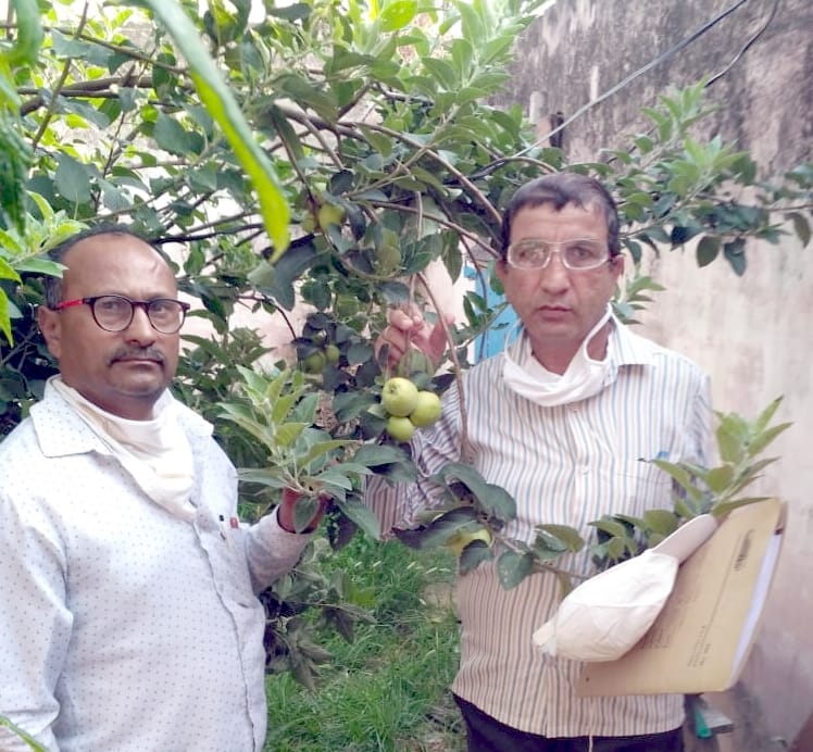 Tapraj Singh's hard work brought color, apples on trees