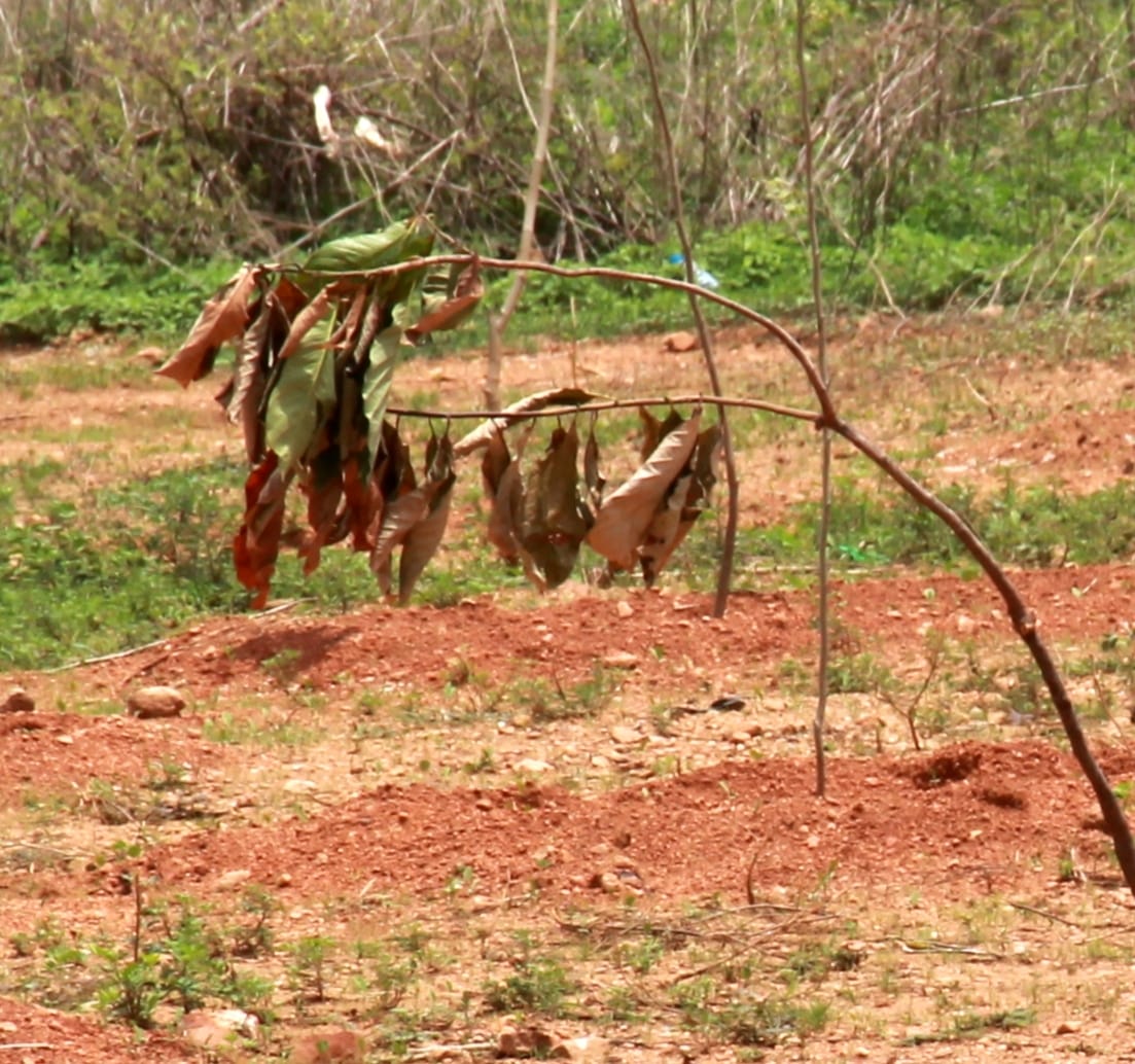 Plant damage without water