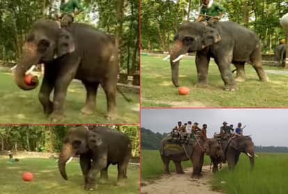 Elephant who Killed Four People Now playing Football In haridwar Raja ji tiger Reserve