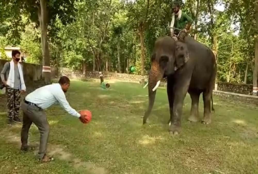 Elephant who Killed Four People Now playing Football In haridwar Raja ji tiger Reserve