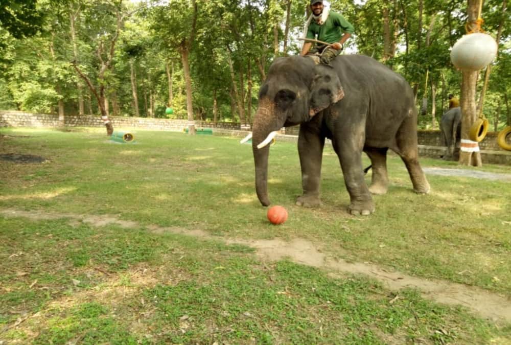 Elephant who Killed Four People Now playing Football In haridwar Raja ji tiger Reserve