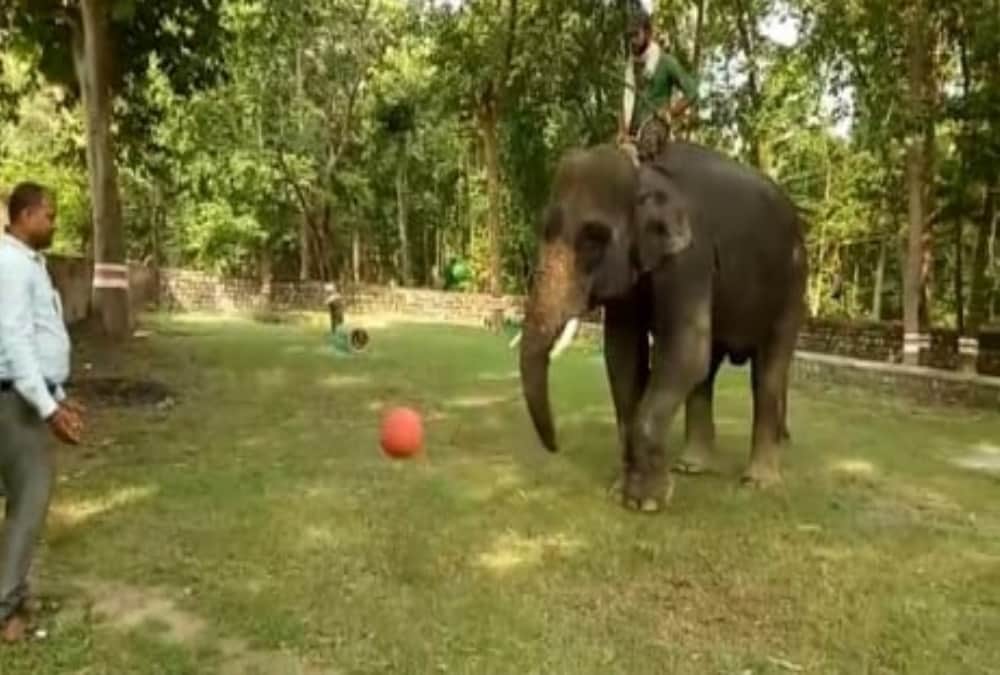 Elephant who Killed Four People Now playing Football In haridwar Raja ji tiger Reserve