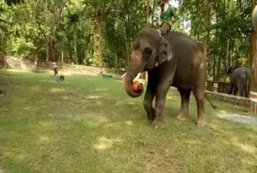 Elephant who Killed Four People Now playing Football In haridwar Raja ji tiger Reserve