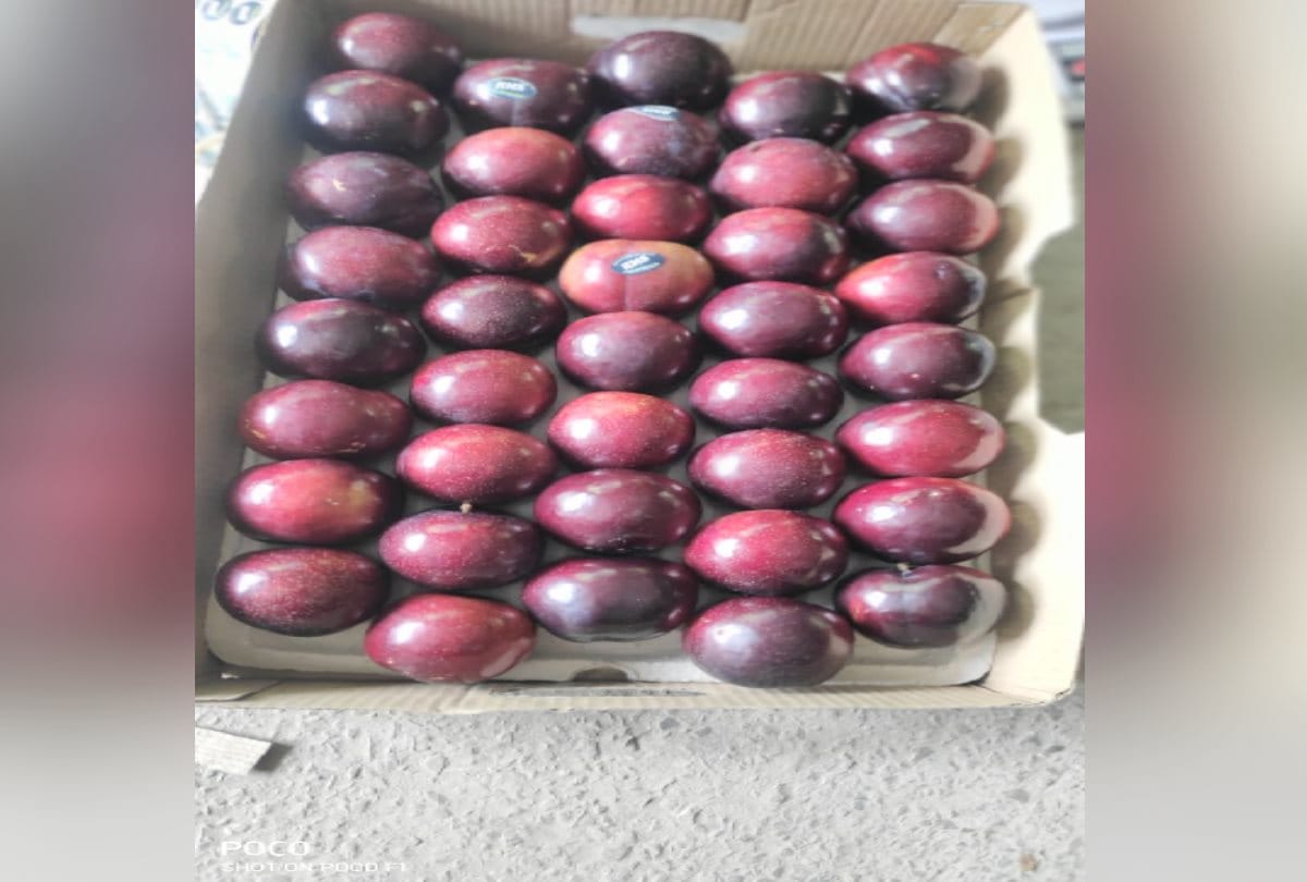 shimla Kotkhai Black Amber Plum sold for Rs 200 kg in Ludhiana punjab